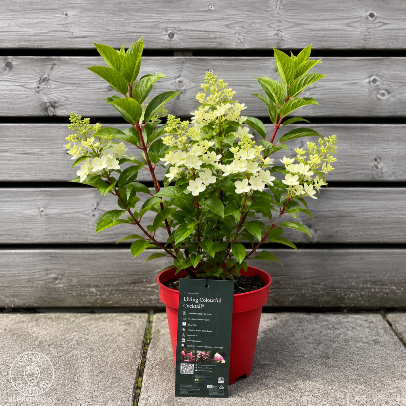 Obrázok Hortenzia metlinatá (Hydrangea paniculata) ´LIVING COLOURFUL COCKTAIL´® by LIVING CREATIONS® - výška 20-30 cm, kont. C2L